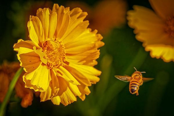 Jaynes Gallery 아티스트의 USA-Colorado-Fort Collins Honey bee flying near yellow flower작품입니다.